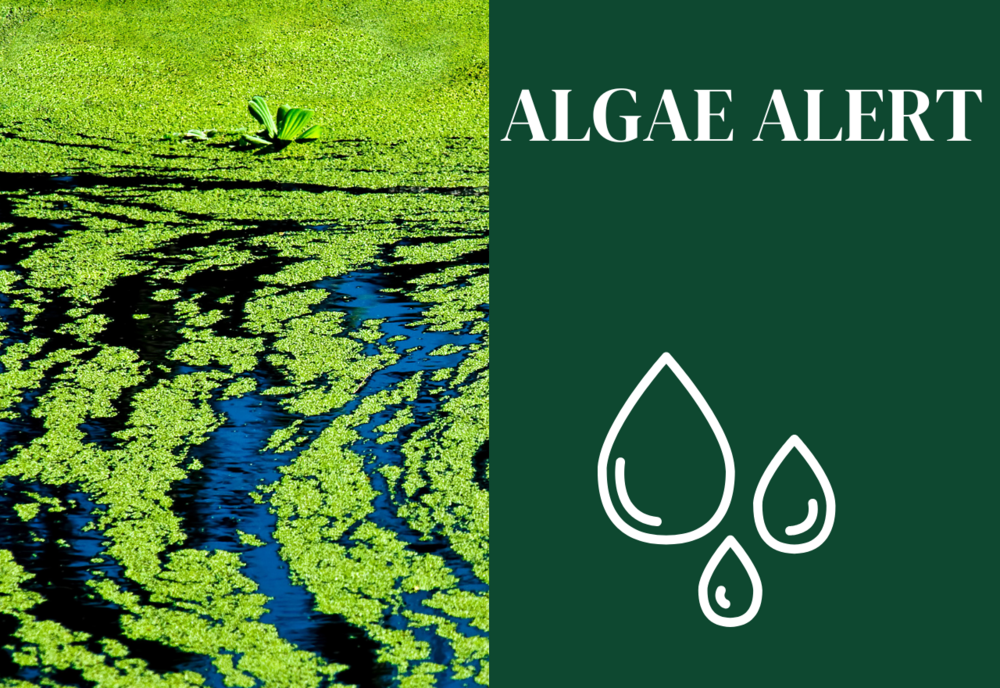 Murrumbidgee River algae report