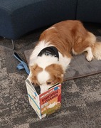 Reading to Mango @ Warkworth Library