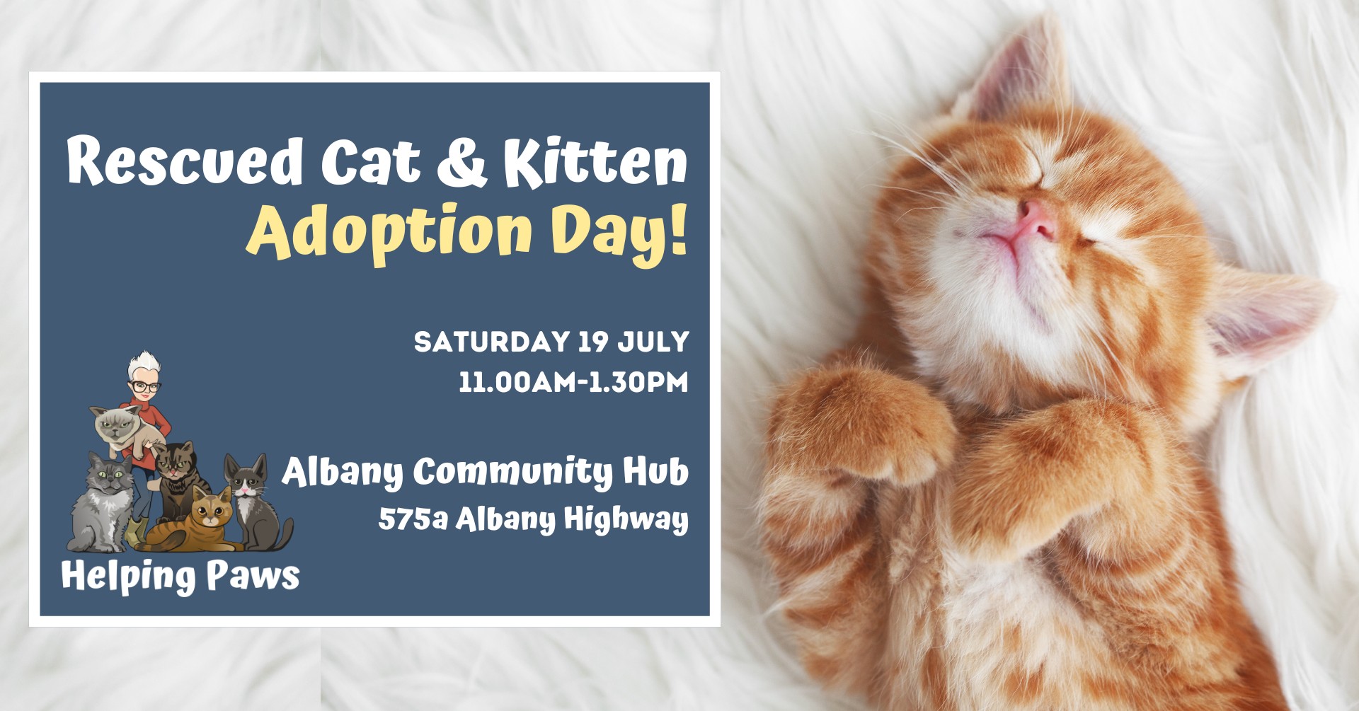 Huge Rescued Cat & Kitten Adoption Day at Helping Paws