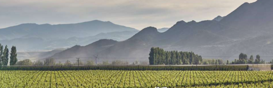 Roam Wine & Food Festival