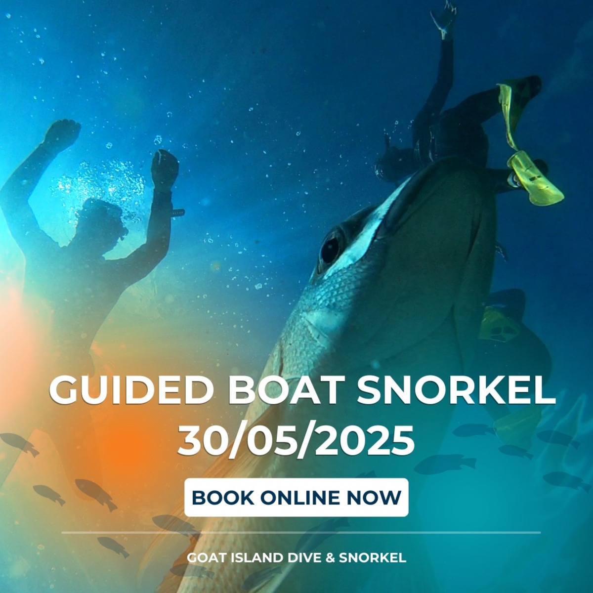 Guided Boat Snorkel at Goat Island