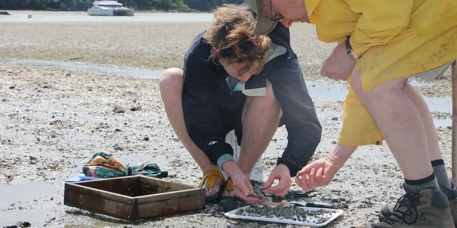 Shellfish Monitoring at Sandspit Estuary 2025 with Friends of Awa Matakanakana (FOAM)