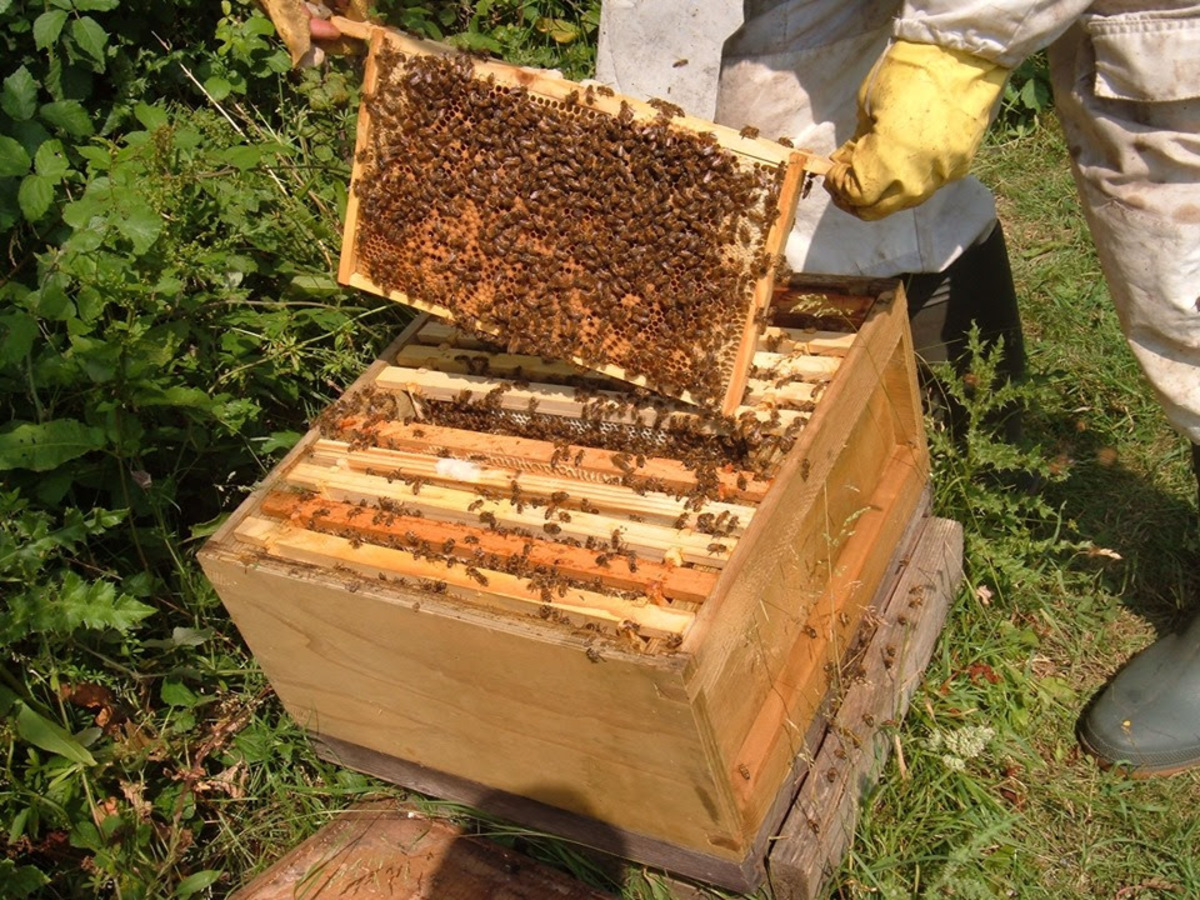 Beginners Bee Keeping Half Day Course