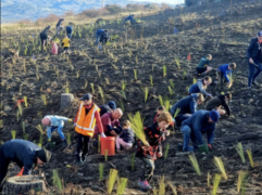 Half Mile Reserve Planting Day. Haehaeata Natural Heritage Trust