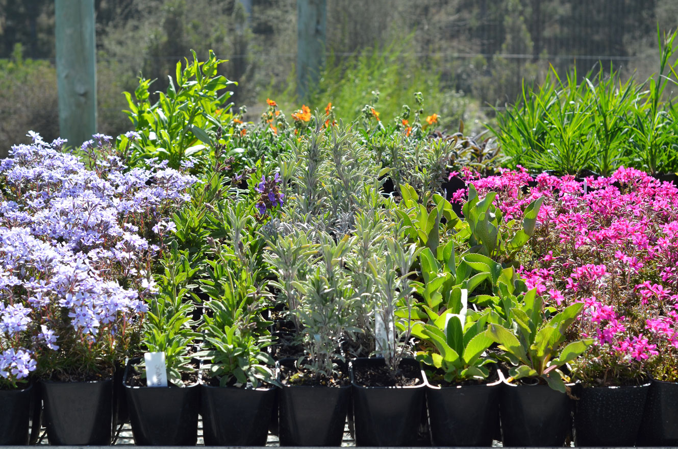 Otago Polytechnic Central Campus Giant Plant Sale