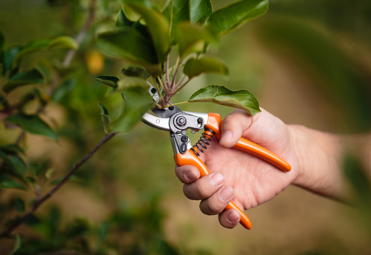 Fruit Tree Care - Pruning & Training Workshop