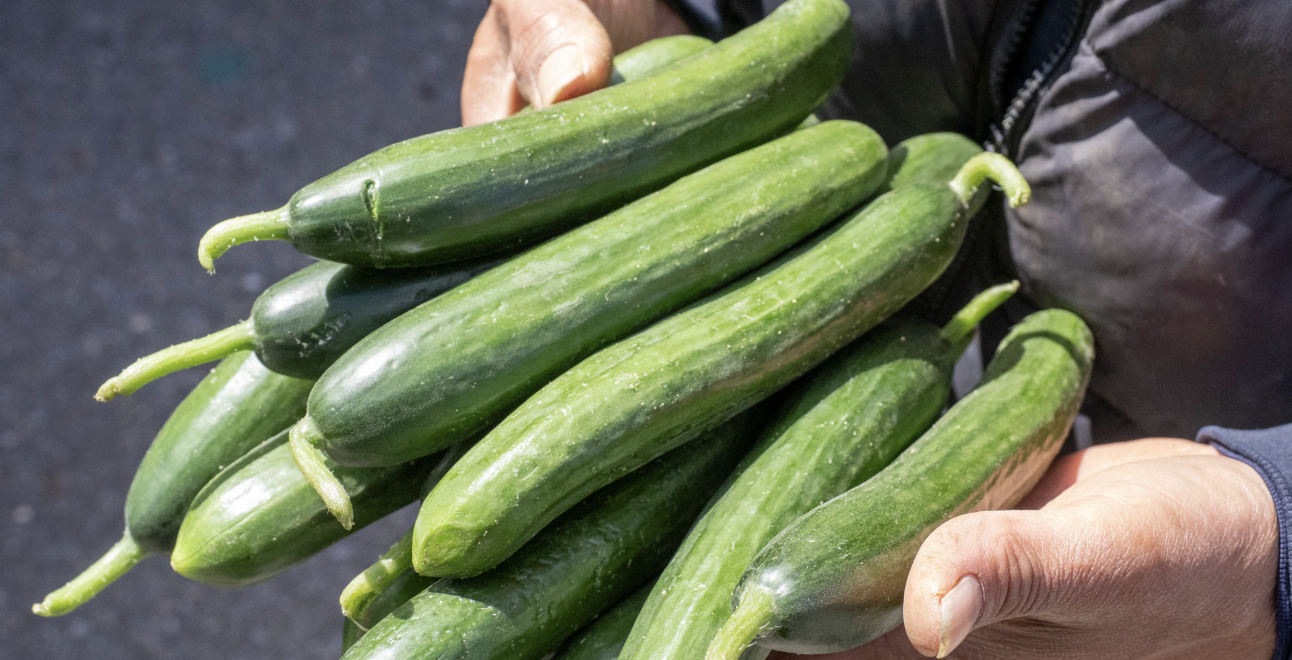 Meadows Christmas Market