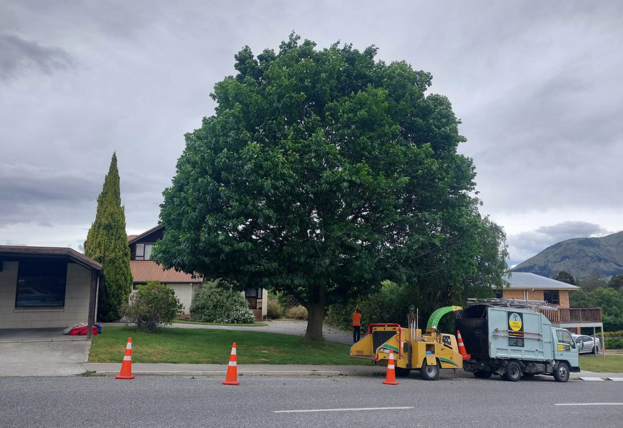 Tree Admerals Tree Tamers Wānaka | Certified Tree Arborists & Tree Care Experts