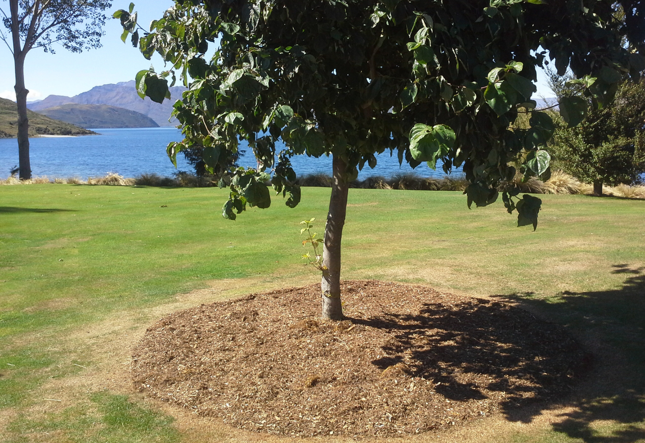 Tree Admerals Tree Tamers Wānaka | Certified Tree Arborists & Tree Care Experts