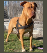 Sage - 3 yr old female - Adopted