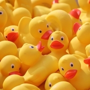 The Great Naseby Duck Race