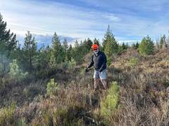 Wilding Pine Volunteer Control Day: Earnscleugh Tailings