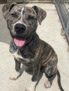 Caleb - Approx 8 mth old male  