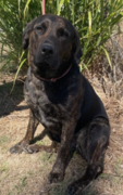 Rusty 1 yr old female - Adopted