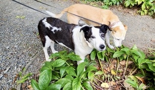 Harry & Tikka Need a Home Together 