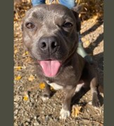 Oakley - 2 yr old male - Adopted
