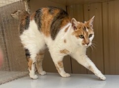 Milly - Approx 9 yr old female