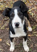 Scout - 12 wk old male - Adopted