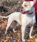 Honey - 3 yr old female  