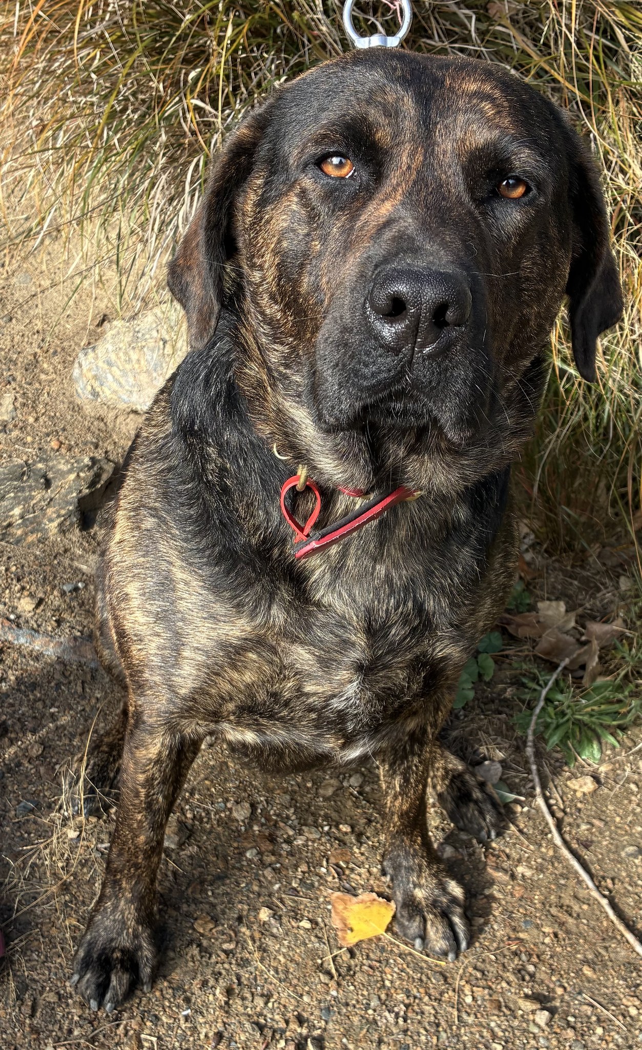 Rust Lab Dog FOR ADOPTION: RUSTY