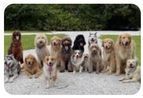 Best Reliable Resources:Dog Groomer