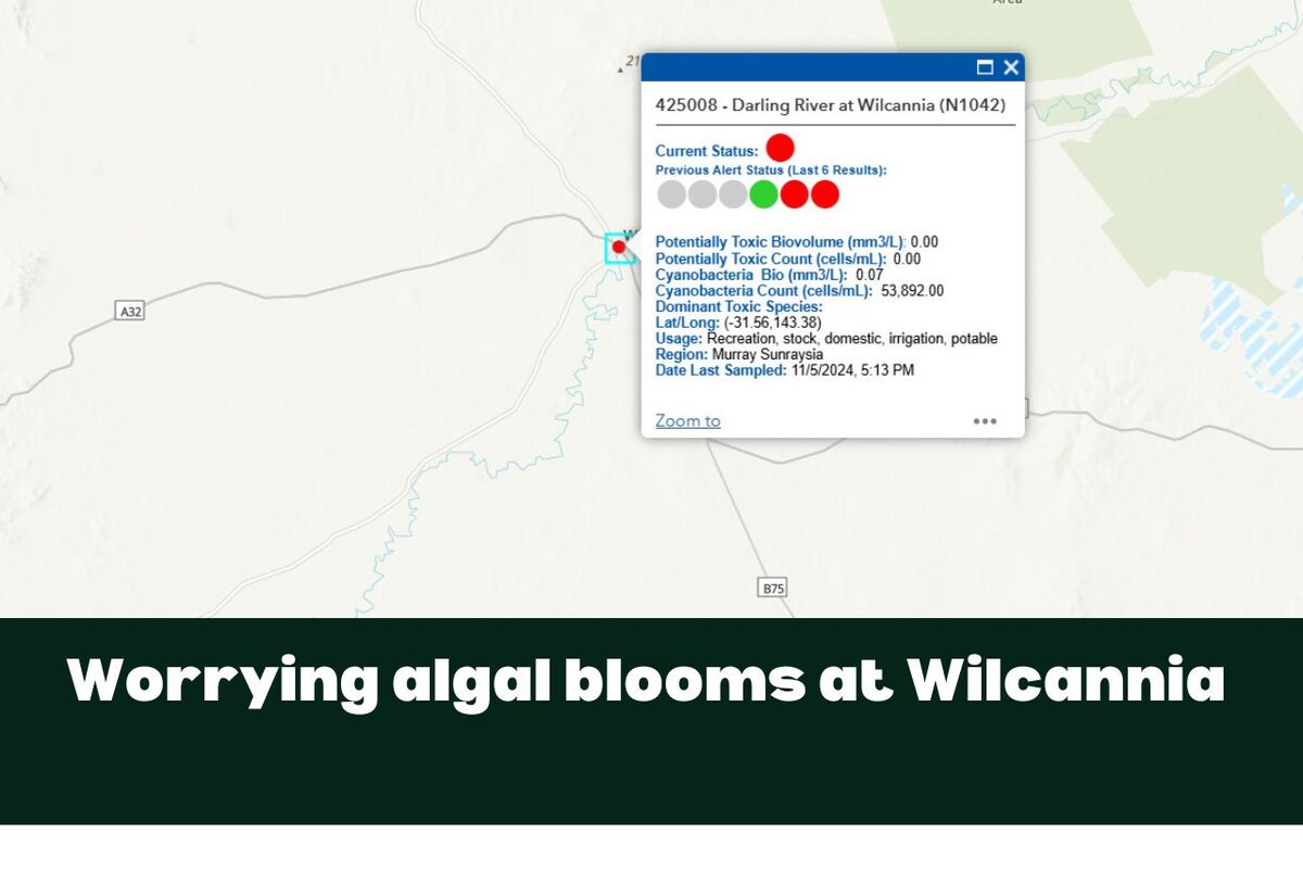 Early start to algal blooms for Wilcannia township