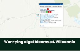 Early start to algal blooms for Wilcannia township