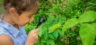 Turn mosquitos into a summer science adventure for the whole family