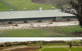High pathogenic bird flu found on chicken farm: What you need to know