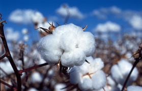 Cotton growers brace for spray drift after rainfall