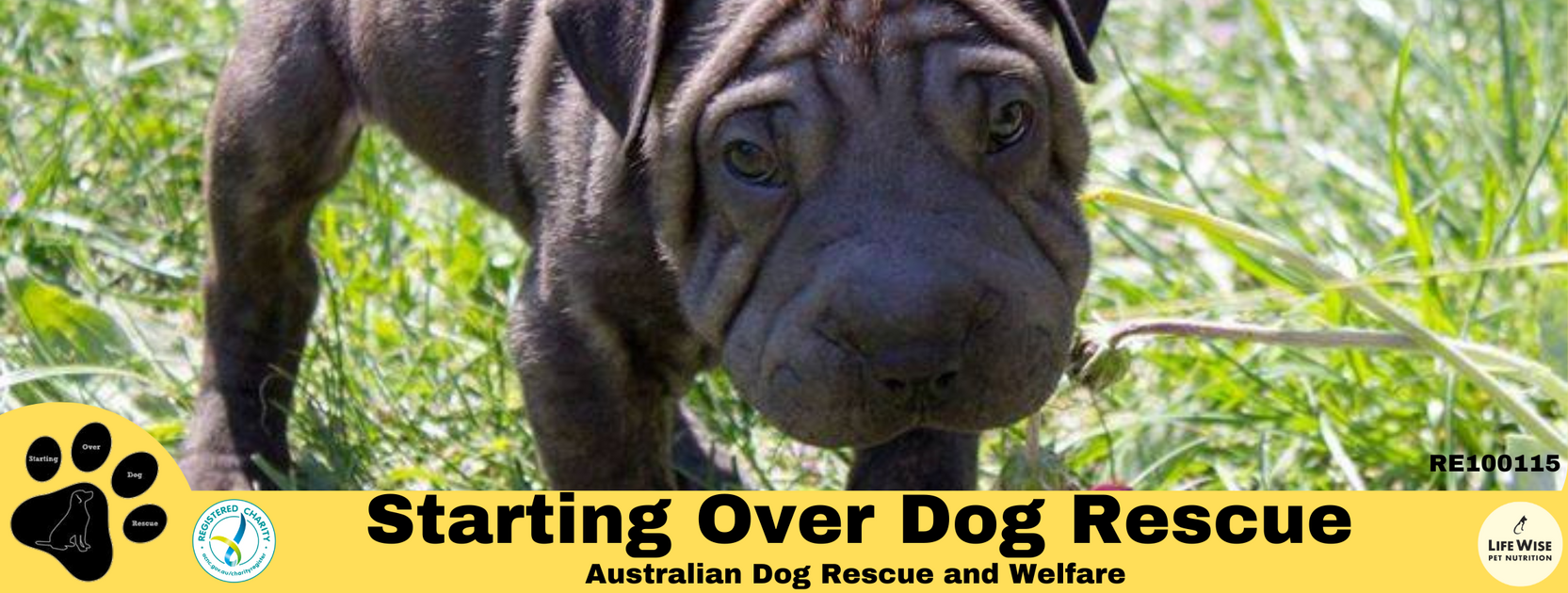 Please help Starting Over Dog Rescue