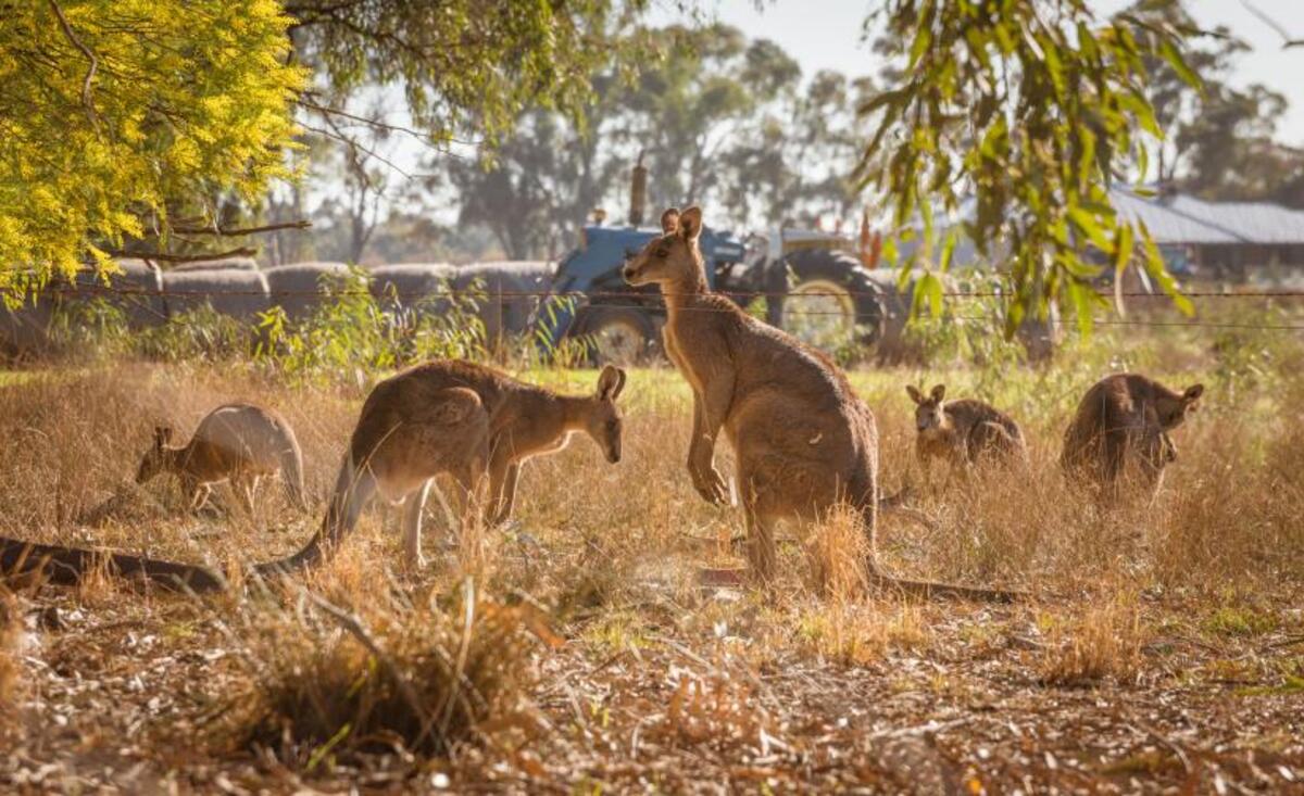 Unearthing better ways to manage Kangaroos on farms