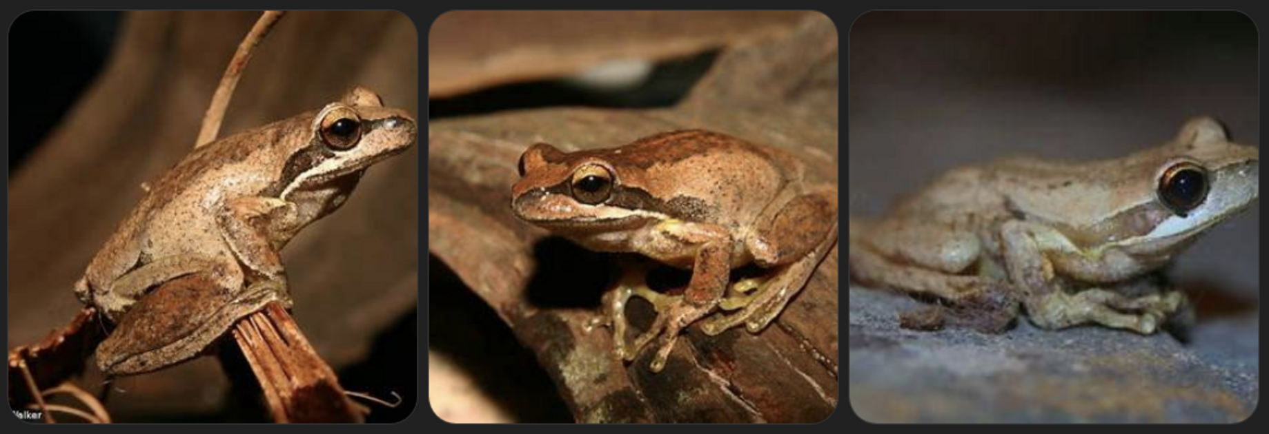FrogWatch SA seasonal census