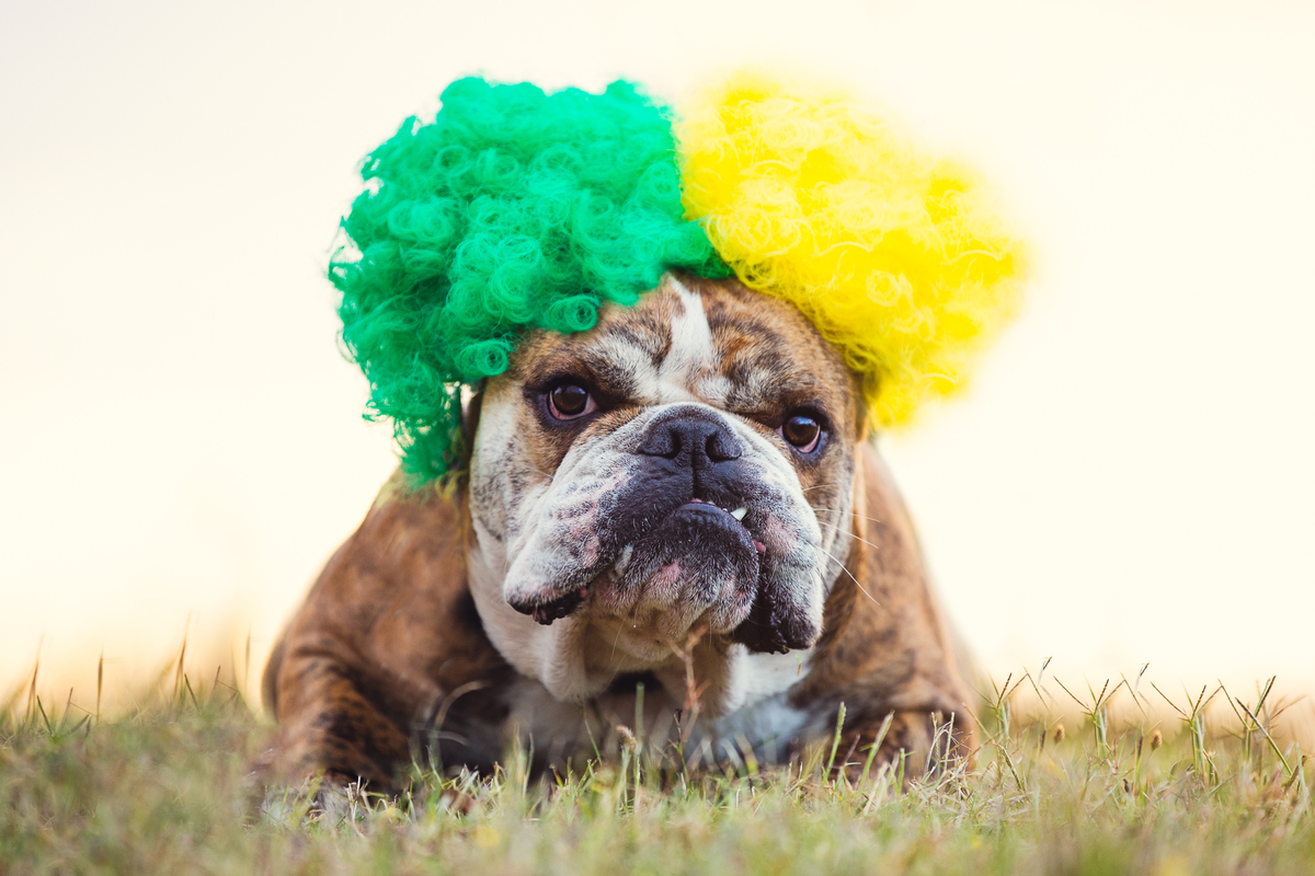 The Search for Australia's Top Doggo is On!