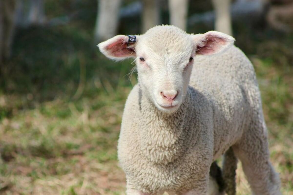 Countdown is on for electronic IDs in sheep and goats