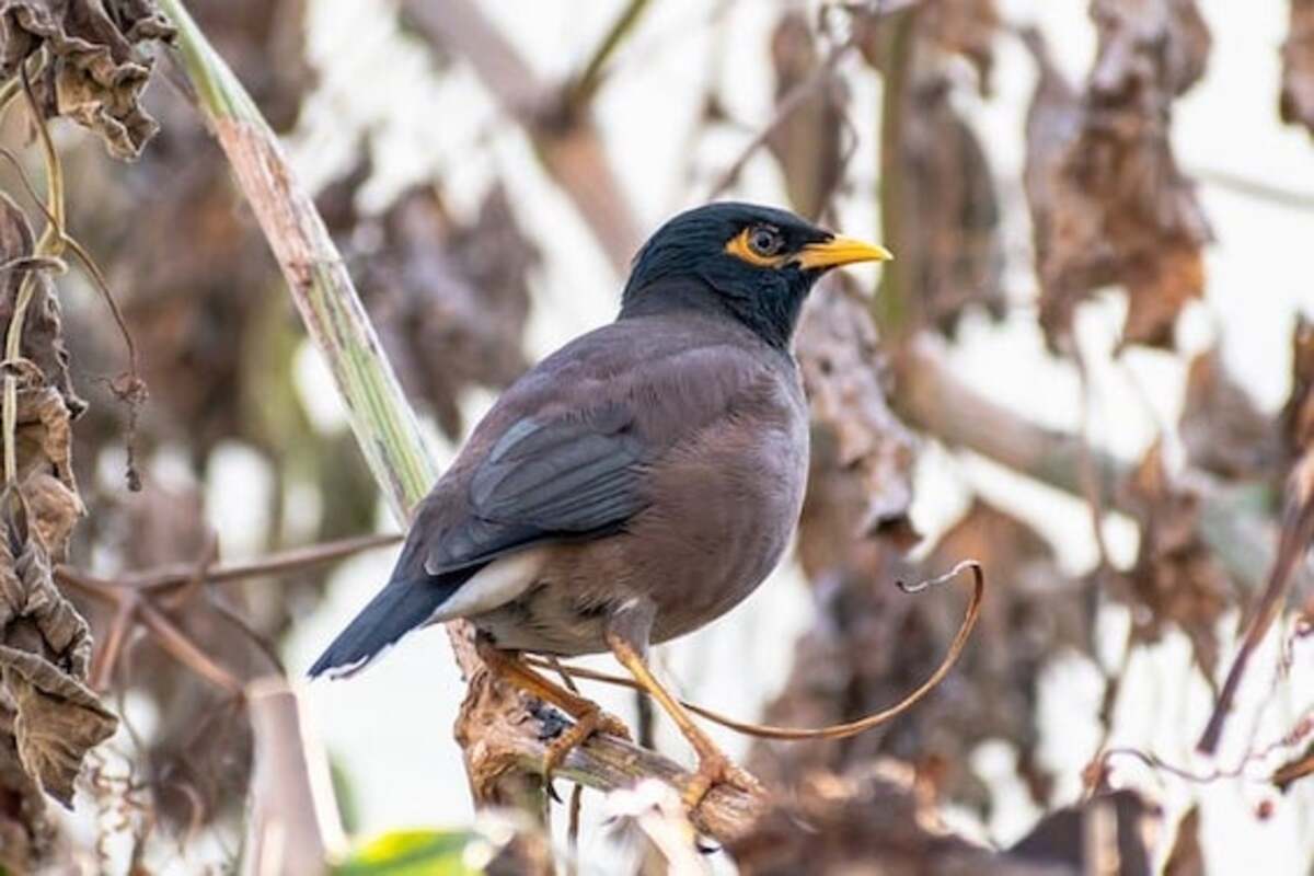 South coast Myna bird alert