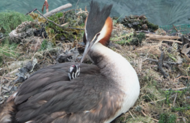 First grebe egg hatches for season