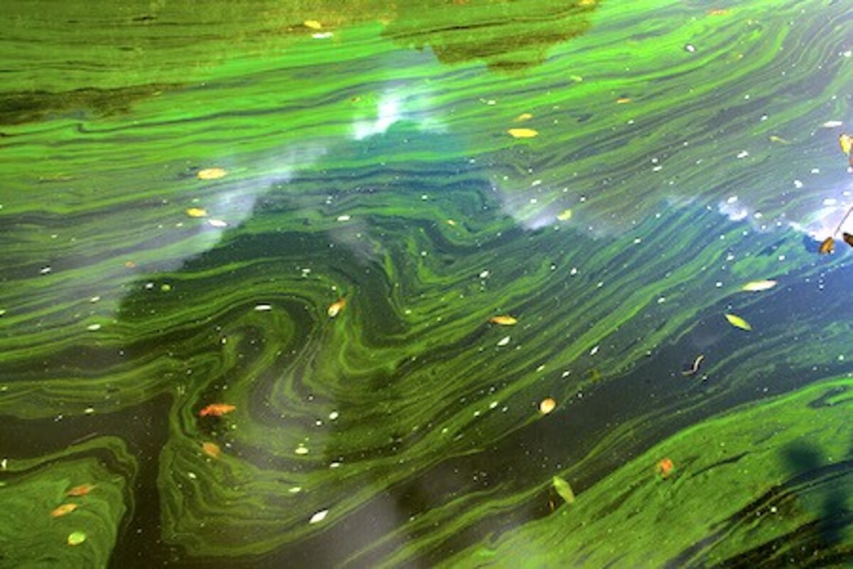 Algae alerts in the area