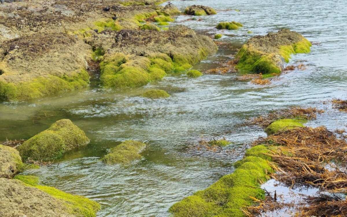 Northland officials ask for input on how to fight invasive pests