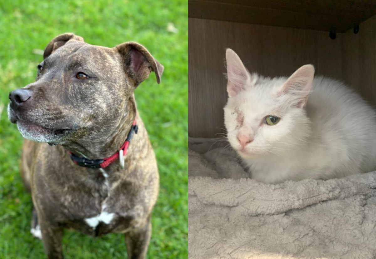 Meet the RSPCA Pets of the Week: Cola and Lotus