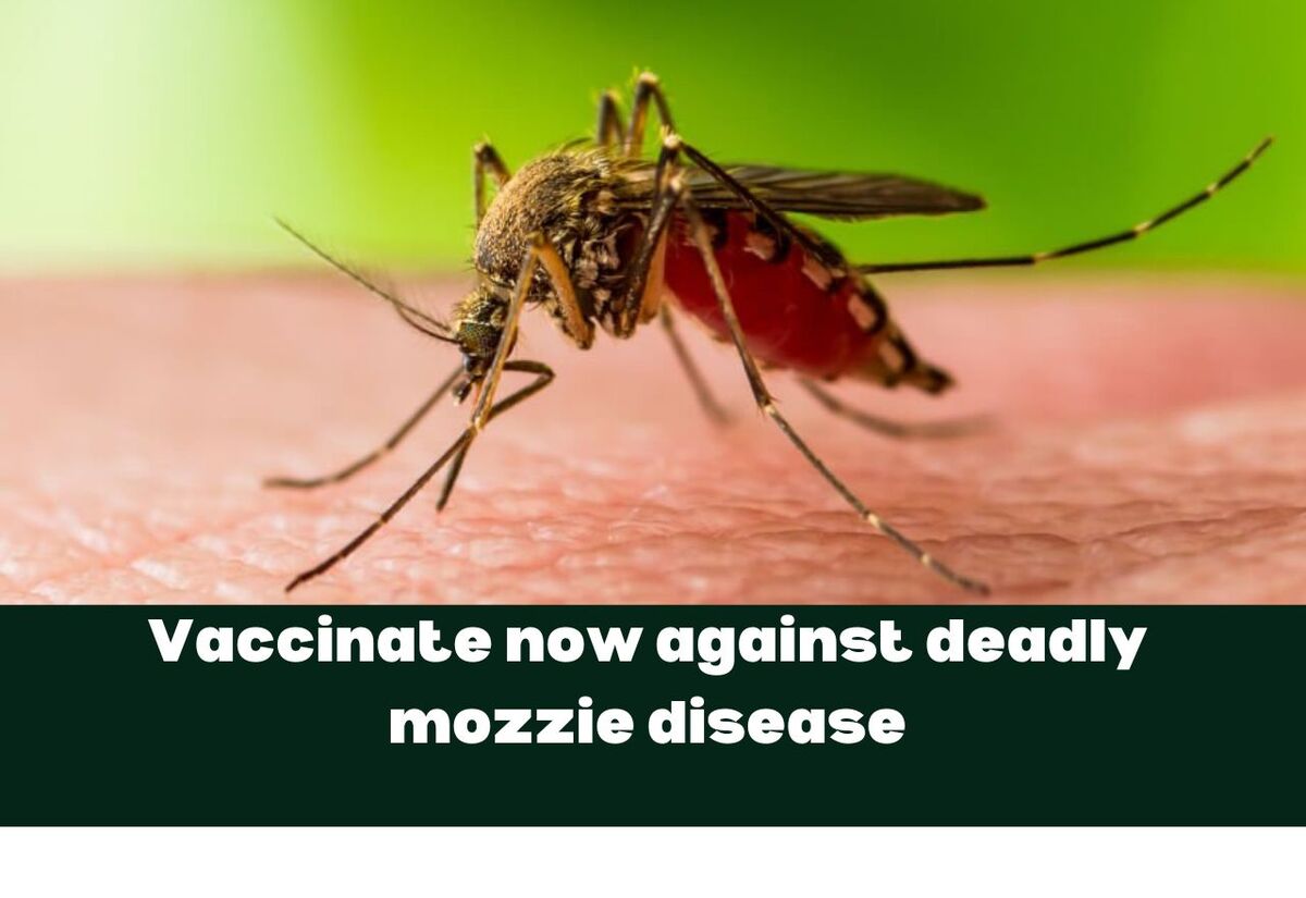 Protect yourself against mozzie-borne JEV