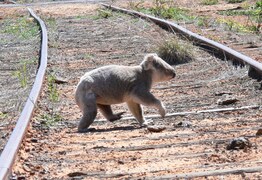 CWA launches koala conservation program 