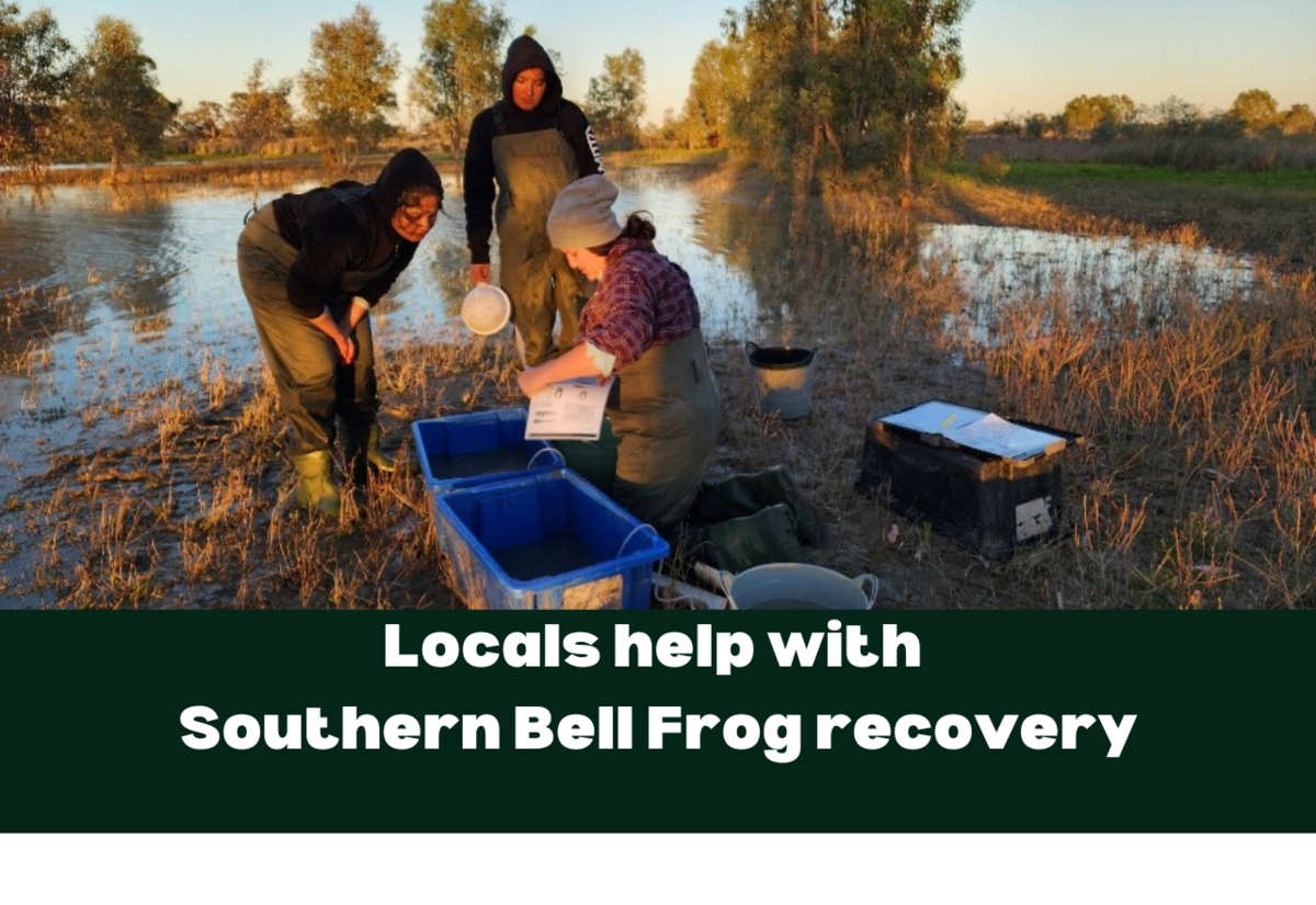 Riverina communities successful in saving Southern bell frog from extinction