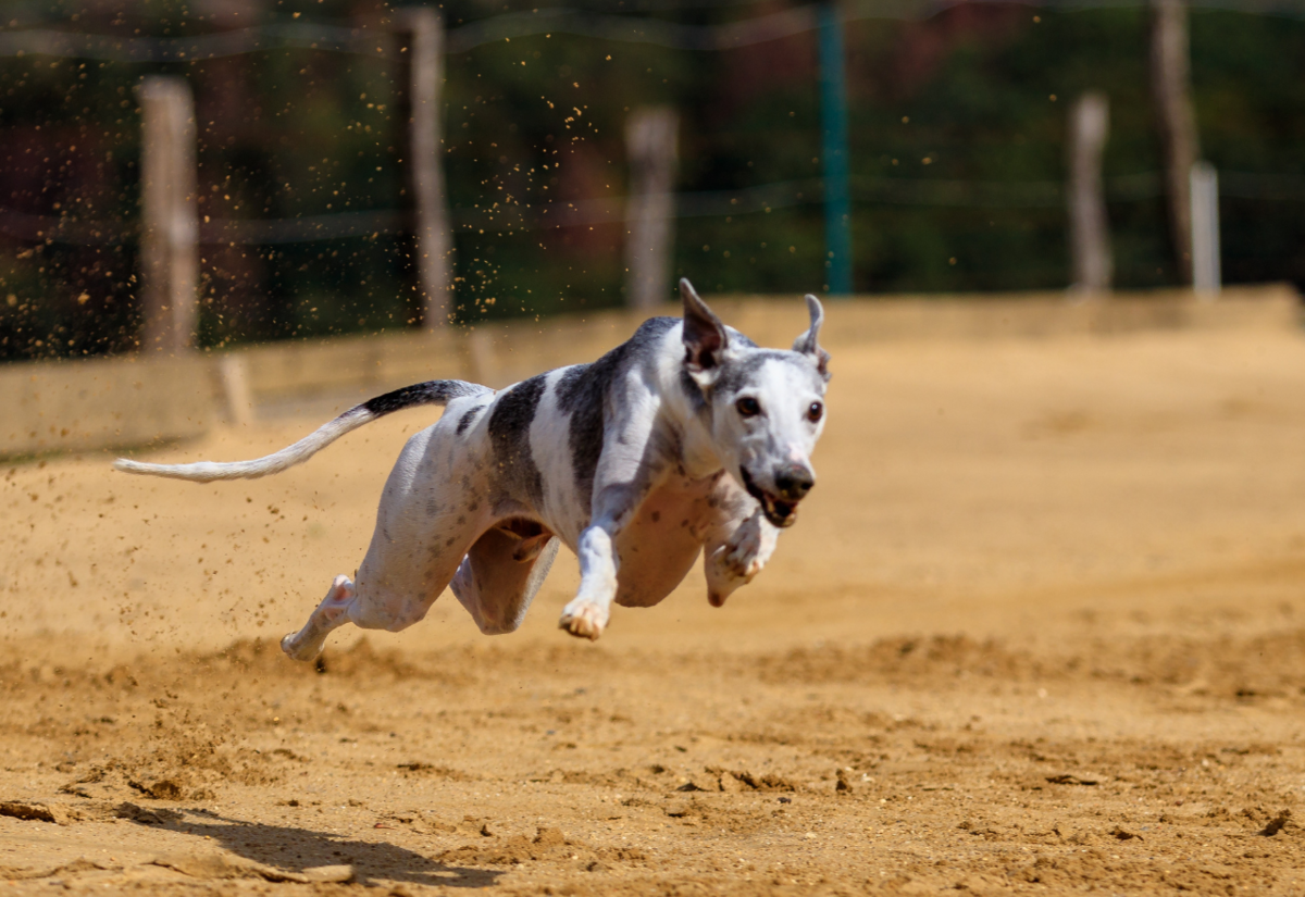 Greyhound racing to be banned in New Zealand, Winston Peters announces