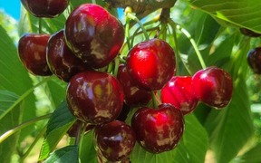 Plenty of cherries for Christmas 2024