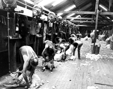 Part two of Tupra Station's battle of the shears