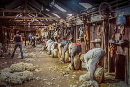 Tupra's battle of the shears part one