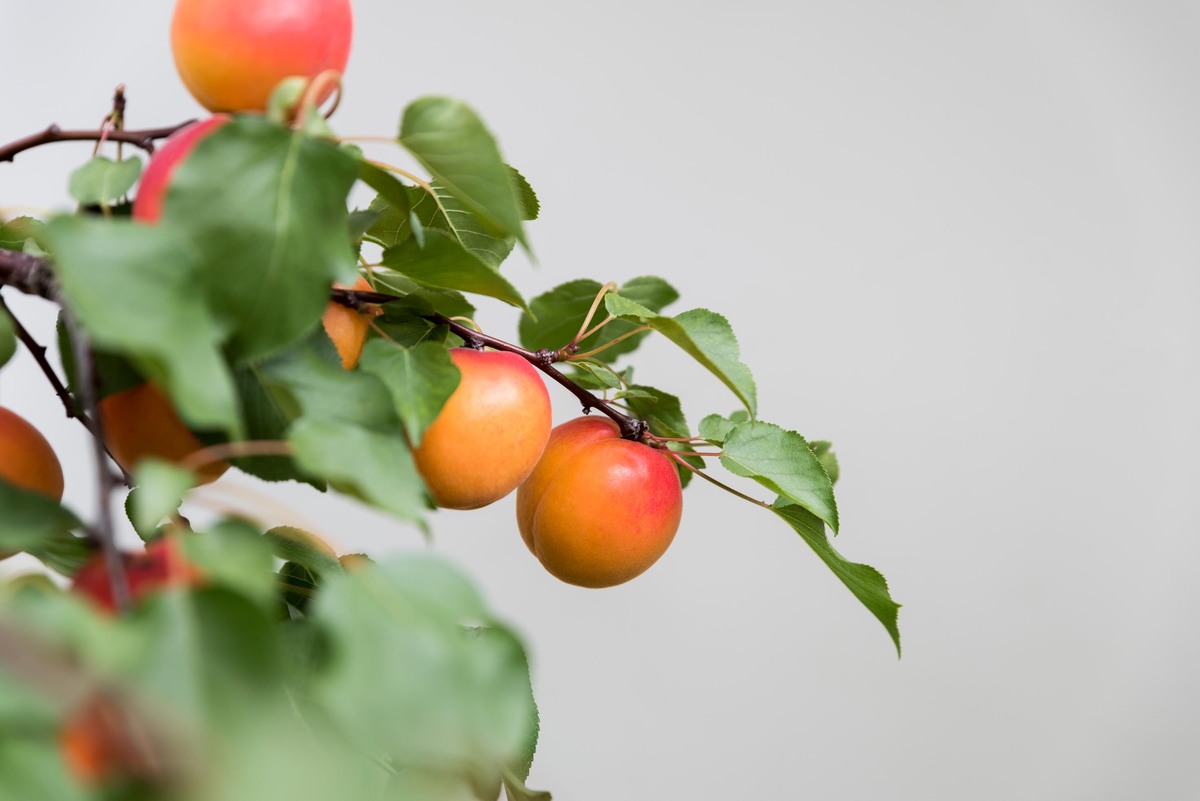 Big season for new apricot varieties 