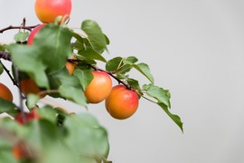 Big season for new apricot varieties 