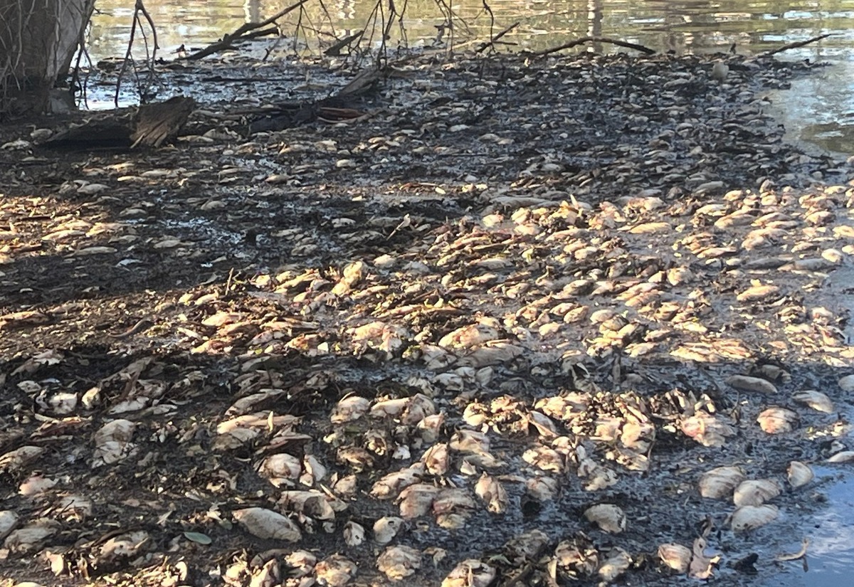 Mass fish kills in Walgett